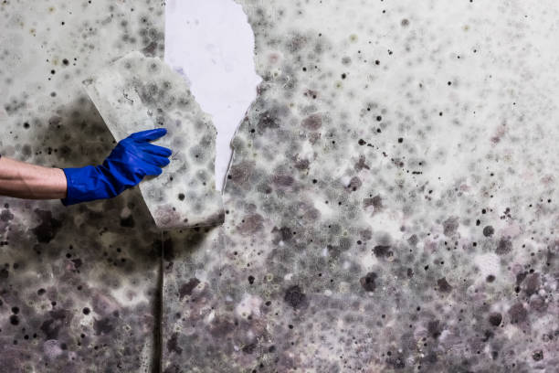 Best Home Mold Removal  in Deerfield Beach, FL